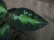 画像2: Aglaonema pictum multicolor C10 from Sibolga Timur【HW0819-5a】(4)
