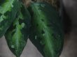 画像4: Aglaonema pictum multicolor C10 from Sibolga Timur【HW0819-5a】(4)