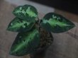 画像1: Aglaonema pictum multicolor C10 from Sibolga Timur【HW0819-5a】(4)