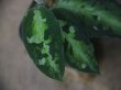 画像3: Aglaonema pictum multicolor C10 from Sibolga Timur【HW0819-5a】(4)