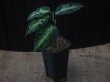 画像5: Aglaonema pictum multicolor C10 from Sibolga Timur【HW0819-5a】(4)