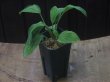 画像4: Homalomena sp. "Sunshine-HW" GR from Sibolga Timur【HW0517-01】