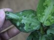 画像5: Aglaonema pictum multicolor "Xanadu" from Pulau Nias【HW0819-01g】