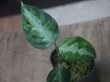 画像1: Aglaonema pictum multicolor "Xanadu" from Pulau Nias【HW0819-01g】