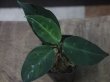 画像1: Aglaonema pictum tricolor Aceh Sumatera【LA0915-03j】