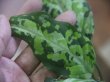 画像2: Aglaonema pictum multicolor "Xanadu" from Pulau Nias【HW0819-01g】