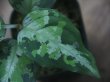画像4: Aglaonema pictum multicolor "Xanadu" from Pulau Nias【HW0819-01g】