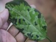 画像3: Aglaonema pictum multicolor "Xanadu" from Pulau Nias【HW0819-01g】