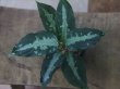 画像1: Agulaonema pictum tricolor from Puau Nias 【HW0819-01m】