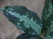 画像2: Agulaonema pictum tricolor from Puau Nias 【HW0819-01m】