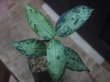 画像1: Aglaonema pictum tricolor "Siberut 1st"【LA0212-00】