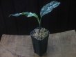 画像4: Aglaonema pictum "ちゃんぷーる" BNN from Sibolga timur 【AZ1119-5a】No8