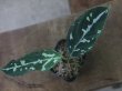 画像1: Aglaonema pictum "ちゃんぷーる" BNN from Sibolga timur 【AZ1119-5a】No8