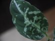 画像3: Aglaonema pictum "Silky series" from Sibolga timur【AZ0613-1c】