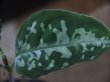 画像2: Aglaonema pictum "Silky series" from Sibolga timur【AZ0613-1c】