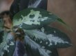 画像2: Aglaonema pictum ”Hierophant Green" from Sumatera Barat【AZ0512-X】