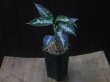 画像5: Aglaonema pictum ”Hierophant Green" from Sumatera Barat【AZ0512-X】