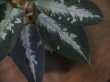 画像3: Aglaonema pictum ”Hierophant Green" from Sumatera Barat【AZ0512-X】