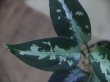 画像4: Aglaonema pictum ”Hierophant Green" from Sumatera Barat【AZ0512-X】