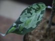 画像4: Aglaonema pictum "メサイア"  Padang Sidempuan GW1507 TB