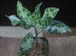 画像1: Aglaonema pictum "メサイア"  Padang Sidempuan GW1507 TB