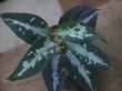 画像1: Aglaonema pictum ”Hierophant Green" from Sumatera Barat【AZ0512-X】