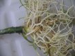 画像6: Aglaonema pictum "メサイア"  Padang Sidempuan GW1507 TB