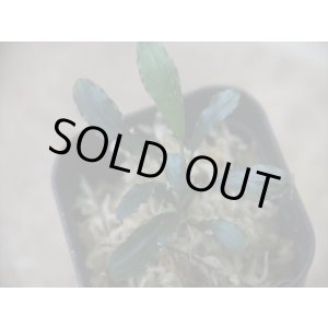 画像: Bucephalandra sp. Murun raya【LA0813-1】2芽付