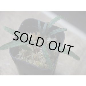 画像: Bucephalandra sp. Sekadau4 【TB便2016】