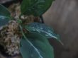 画像2: Aglaonema pictum "Multicolor" HD from Aceh barat【AZ0420-2】No.3