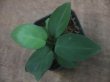 画像2: Homalomena sp. "Velvet Green AD" from Pulau Lingga【AZ0517-11】