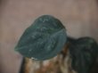 画像2: Aglaonema pictum "ちゃんぷーる" from Padang Sidempuan【AZ0322-1c】