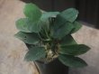 画像1: Homalomena sp. "Sunshine" BNN from Sibolga timur【AZ0322-2】緑葉緑軸