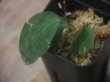 画像2: Homalomena sp. "Sunshine" BNN from Sibolga timur【AZ0322-2】緑葉緑軸