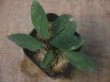 画像1: Homalomena sp. "Sunshine" BNN from Sibolga timur【AZ0322-2】緑葉赤軸