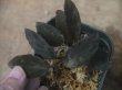 画像1: Homalomena sp. "Sunshine" BNN from Sibolga timur【AZ0322-2】赤茶葉