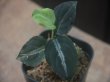 画像2: Aglaonema pictum "ちゃんぷーる" from Padang Sidempuan【AZ0322-1h】