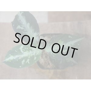 画像: Aglaonema pictum "ちゃんぷーる" from Padang Sidempuan【AZ0322-1f】