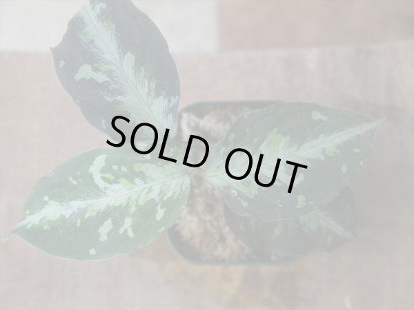 画像1: Aglaonema pictum "ちゃんぷーる" from Padang Sidempuan【AZ0322-1f】