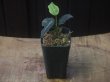 画像5: Aglaonema pictum "ちゃんぷーる" from Padang Sidempuan【AZ0322-1h】