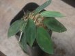 画像2: Homalomena sp. "Sunshine" BNN from Sibolga timur【AZ0322-2】緑葉赤軸