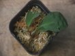 画像1: Homalomena sp. "Sunshine" BNN from Sibolga timur【AZ0322-2】緑葉緑軸