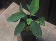 画像2: Homalomena sp. "Sunshine" BNN from Sibolga timur【AZ0322-2】緑葉赤軸