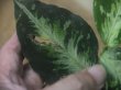 画像5: Aglaonema pictum "ちゃんぷーる" from Padang Sidempuan【AZ0322-1f】