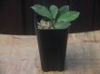 画像4: Homalomena sp. "Sunshine" BNN from Sibolga timur【AZ0322-2】緑葉緑軸