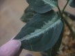 画像4: Aglaonema pictum "ちゃんぷーる" from Padang Sidempuan【AZ0322-1h】
