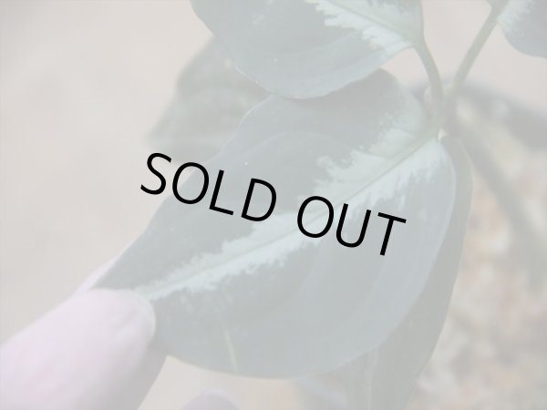 画像4: Aglaonema pictum "ちゃんぷーる" from Padang Sidempuan【AZ0322-1h】