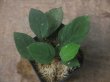 画像1: Homalomena sp. "Sunshine" BNN from Sibolga timur【AZ0322-2】緑葉赤軸