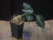 画像4: Aglaonema pictum "ちゃんぷーる" from Padang Sidempuan【AZ0322-1e】