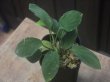 画像2: Homalomena sp. "Sunshine" BNN from Sibolga timur【AZ0322-2】緑葉緑軸